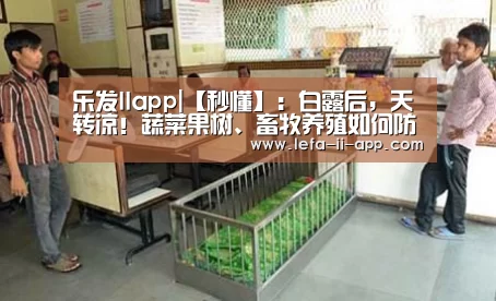 乐发IIapp|【秒懂】:白露后,天转凉!蔬菜果树、畜牧养殖如何防冻防虫害?(图2) 乐发IIapp